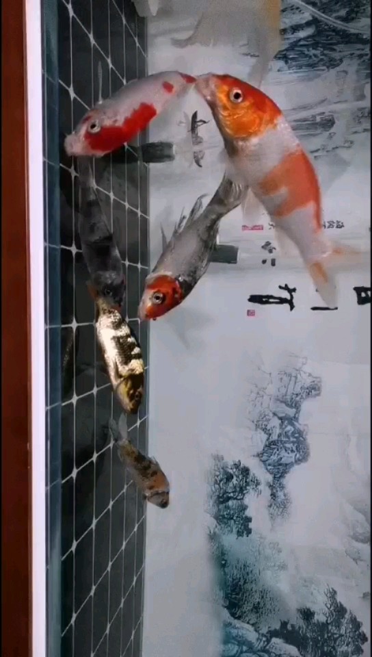進新魚的代價