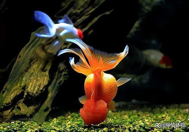 觀賞魚屬于什么行業(yè)