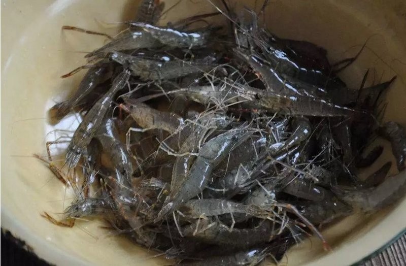 龍魚能吃蝦嗎