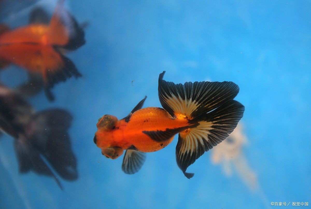魚身上有白色霜是怎么回事 魚身上有白色霜是怎么回事 龍魚論壇 第1張