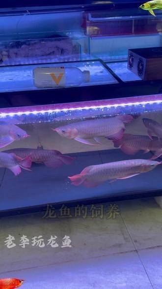 龍魚多大開始用側燈