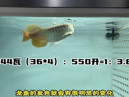 龍魚多大開始用側燈