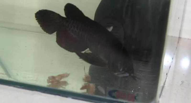 能提供幾張龍魚蒙眼的照片嗎？