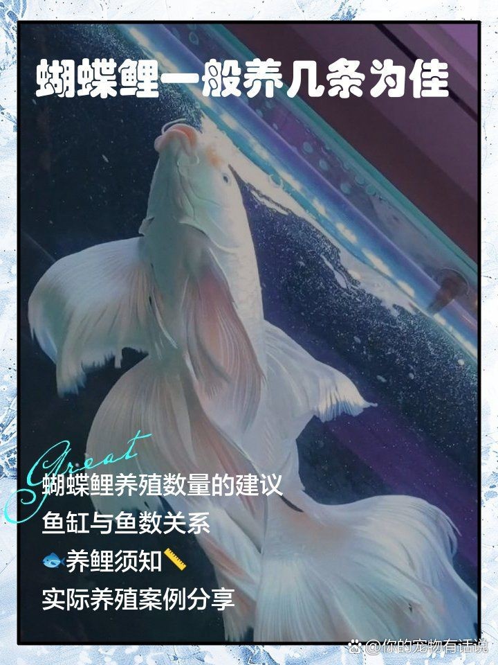蝴蝶鯉養(yǎng)幾只最吉利