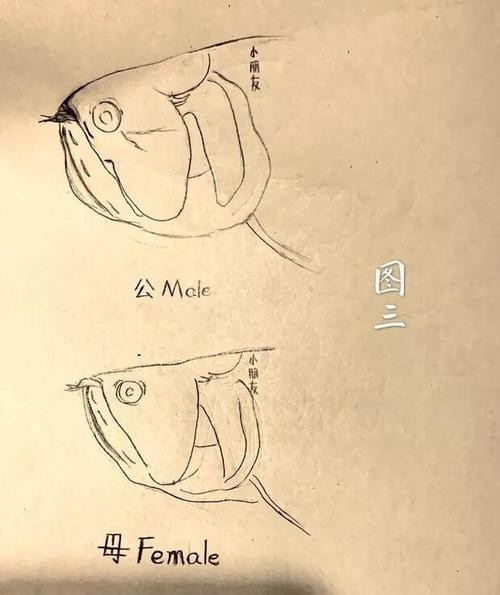 紅龍魚公母