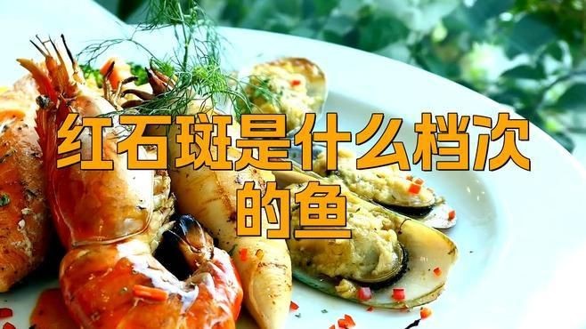 紅石斑是什么檔次的魚 紅石斑是什么檔次的魚 龍魚論壇 第3張