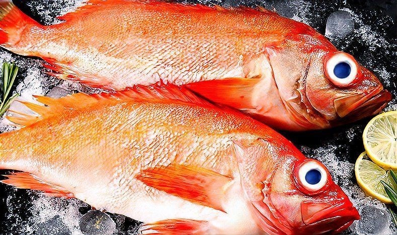 紅石斑是什么檔次的魚 紅石斑是什么檔次的魚 龍魚論壇 第1張