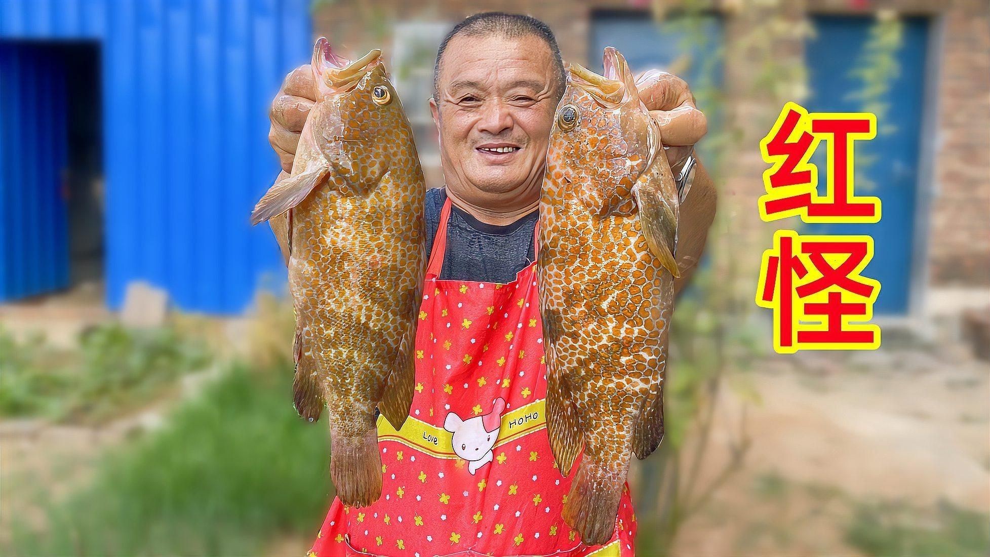 紅石斑是什么檔次的魚 紅石斑是什么檔次的魚 龍魚論壇 第5張