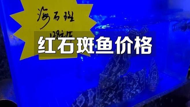 紅石斑是什么檔次的魚 紅石斑是什么檔次的魚 龍魚論壇 第9張