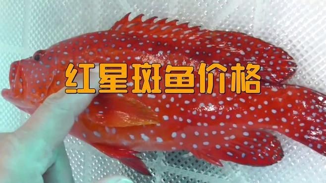 紅石斑是什么檔次的魚 紅石斑是什么檔次的魚 龍魚論壇 第11張