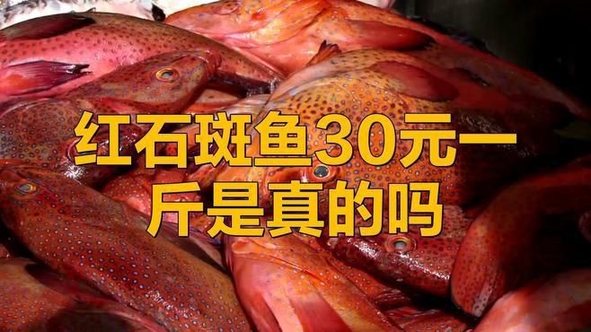 紅石斑是什么檔次的魚 紅石斑是什么檔次的魚 龍魚論壇 第7張