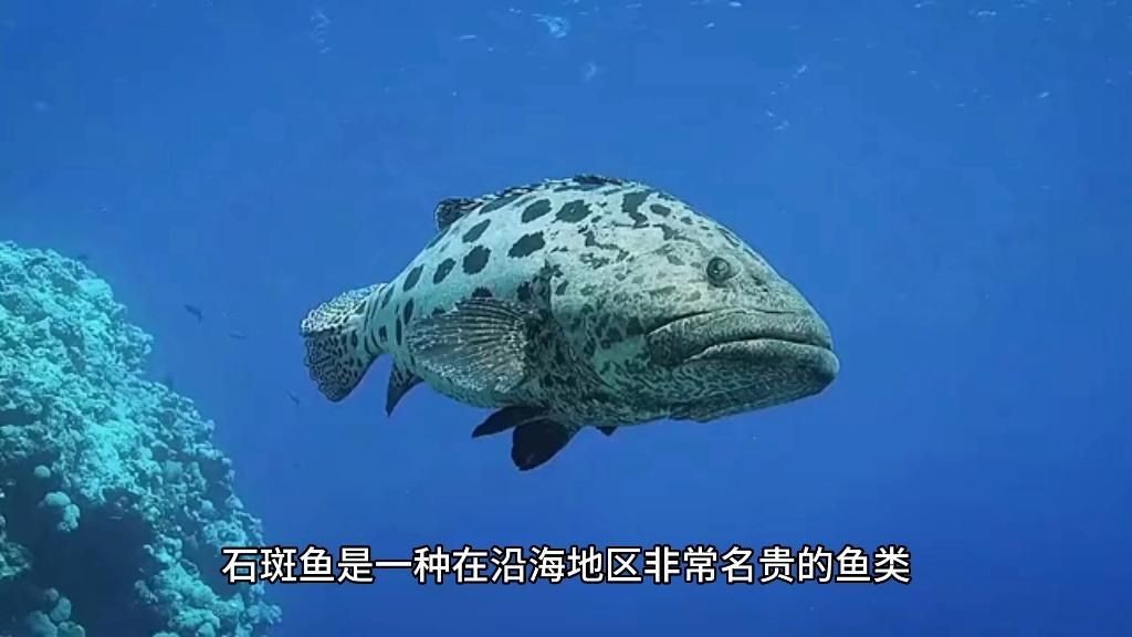 紅石斑是什么檔次的魚 紅石斑是什么檔次的魚 龍魚論壇 第13張