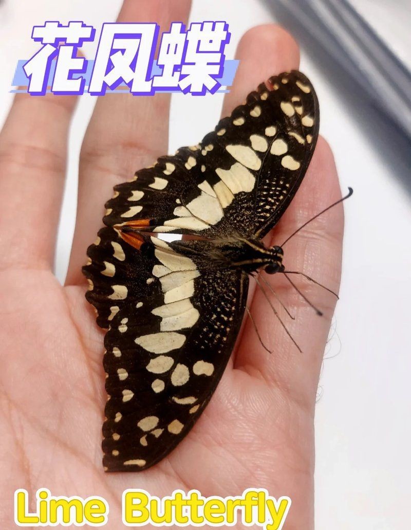 蝴蝶靠近人是暗示啥意思