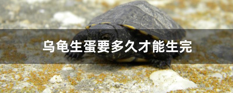 烏龜生蛋要多久才能生完