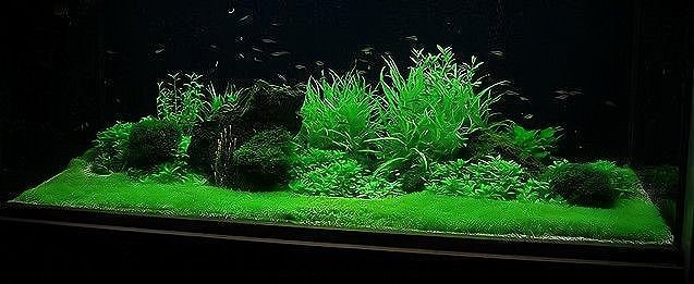 水族營(yíng)業(yè)執(zhí)照最新規(guī)定 水族營(yíng)業(yè)執(zhí)照最新規(guī)定 龍魚論壇 第3張