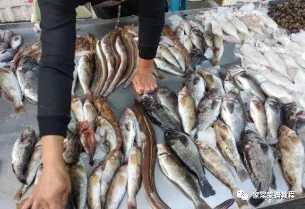 海魚大全500種 海魚大全500種 龍魚論壇 第11張