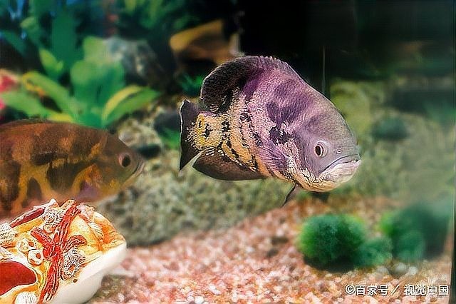 龍魚適應(yīng)新環(huán)境需要多長(zhǎng)時(shí)間？ 龍魚適應(yīng)新環(huán)境需要多長(zhǎng)時(shí)間？ 龍魚百科 第5張