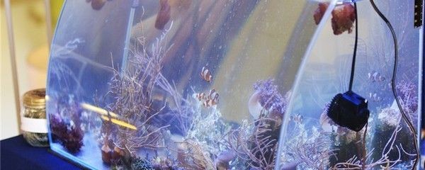 銀龍魚有點爛尾怎么辦（銀龍魚有點爛尾怎么辦圖片）