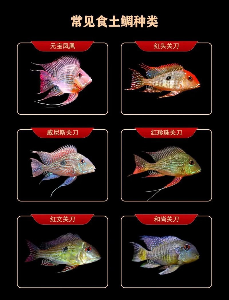 電光鳳凰是食土鯛魚嗎