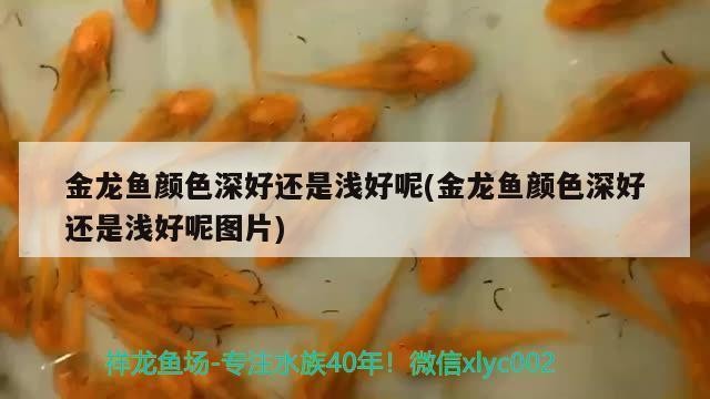 廣州市海珠區龍鳳開心水族店（廣州市海珠區龍鳳開心水族店地址） 廣州市海珠區龍鳳開心水族店（廣州市海珠區龍鳳開心水族店地址） 全國水族館企業名錄