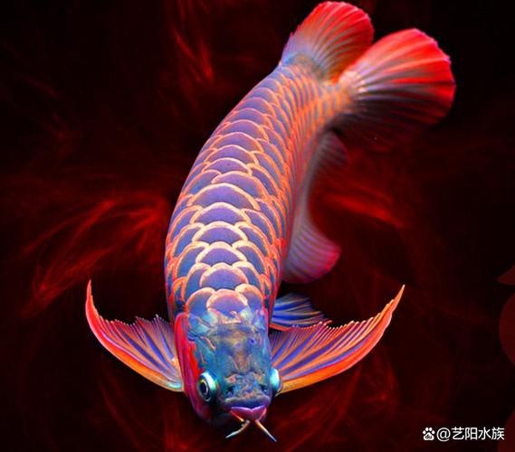 有沒有推薦的紅龍魚微信頭像圖片？ 有沒有推薦的紅龍魚微信頭像圖片？ 龍魚論壇 第14張