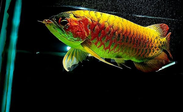 有沒有推薦的紅龍魚微信頭像圖片？ 有沒有推薦的紅龍魚微信頭像圖片？ 龍魚論壇 第24張