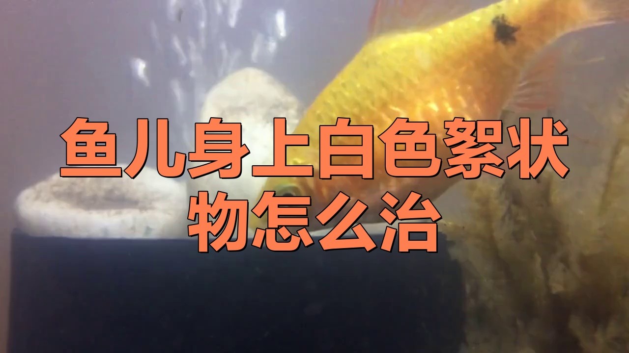 銀龍魚白絮病會自愈嗎？