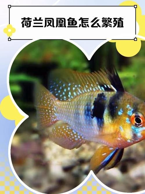荷蘭鳳凰魚分公母圖解