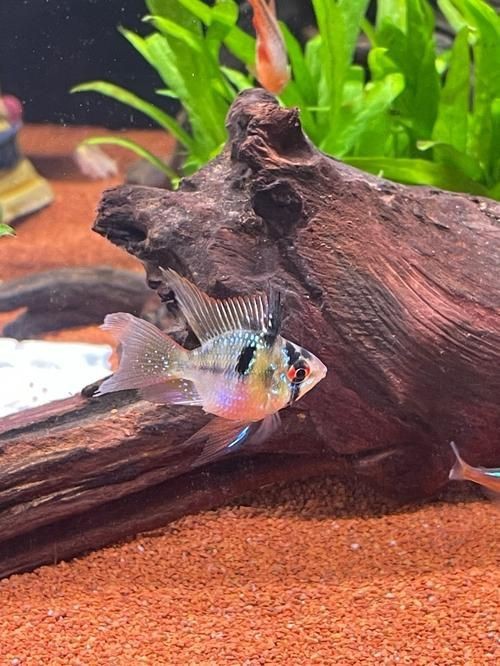 荷蘭鳳凰魚分公母圖解