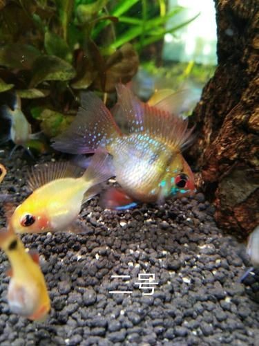 荷蘭鳳凰魚分公母圖解