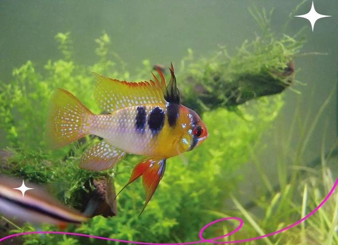 荷蘭鳳凰魚分公母圖解