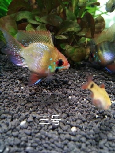 荷蘭鳳凰魚分公母圖解
