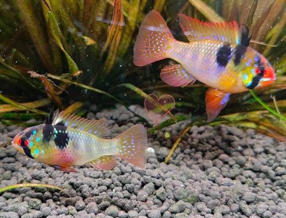 荷蘭鳳凰魚分公母圖解