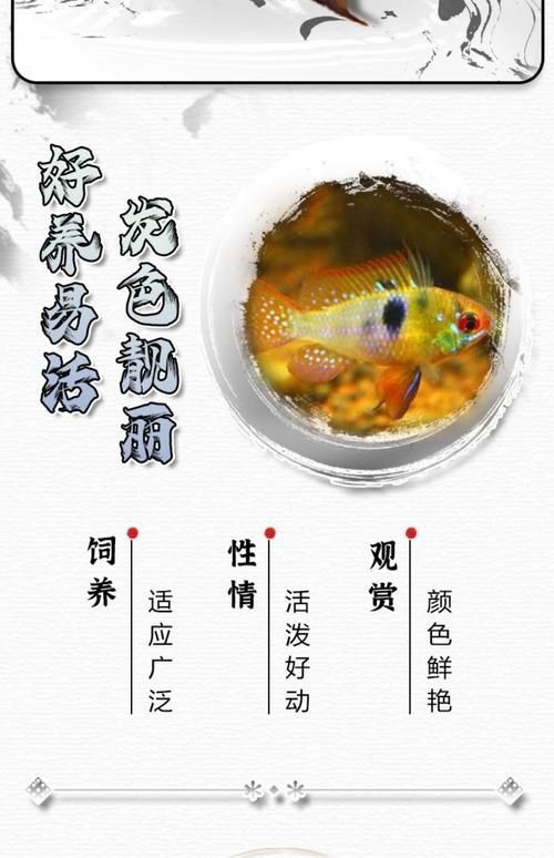 荷蘭鳳凰魚分公母圖解