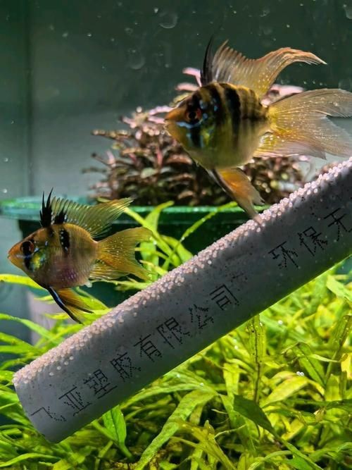 荷蘭鳳凰魚分公母圖解