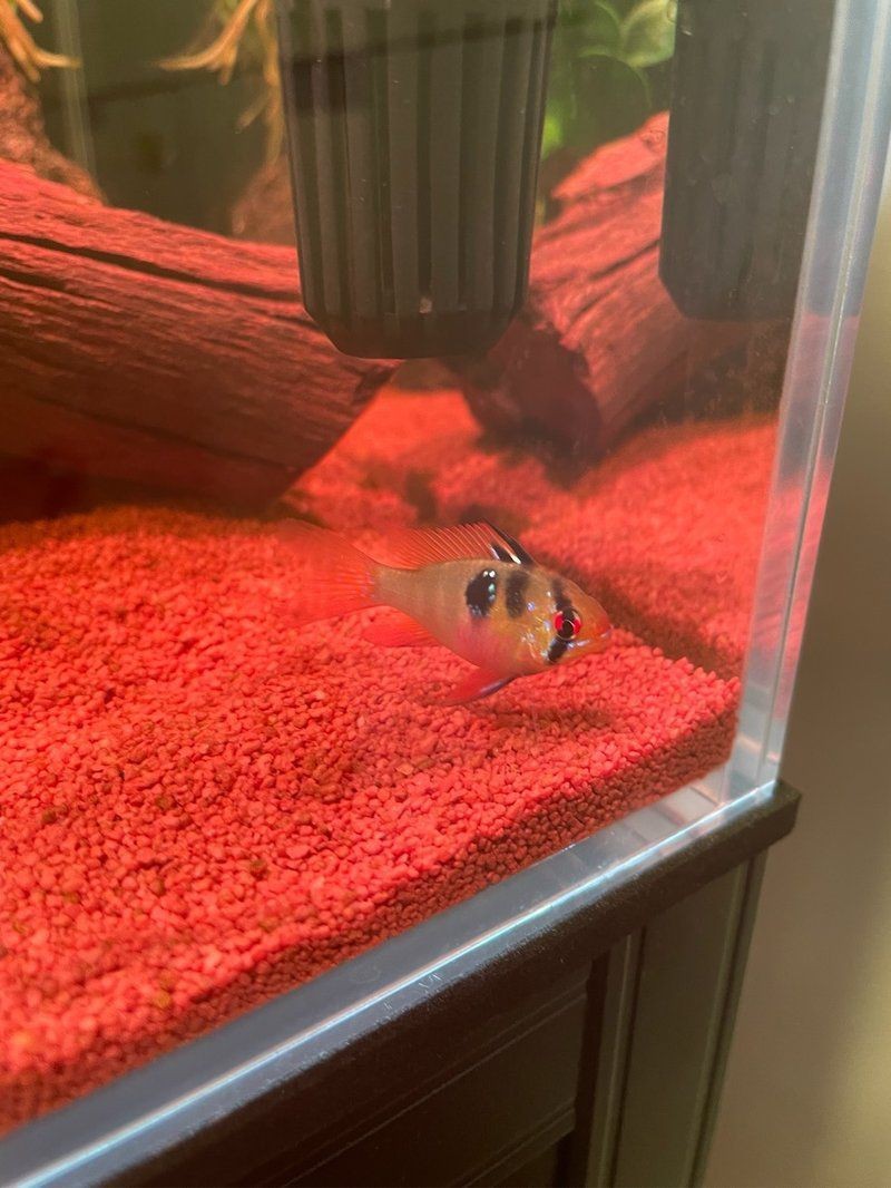 荷蘭鳳凰魚分公母圖解