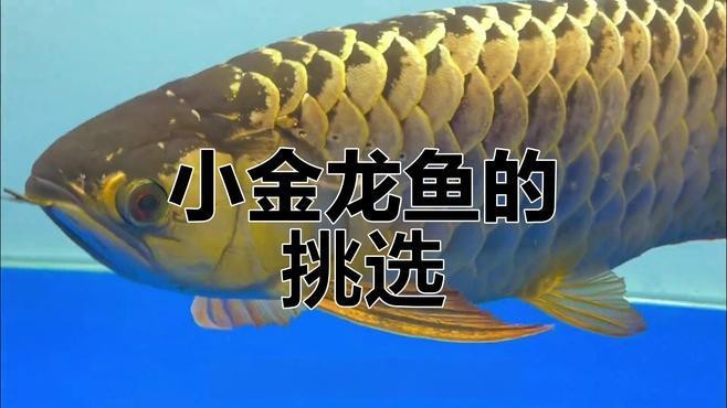 普通金龍魚價格多少錢一只