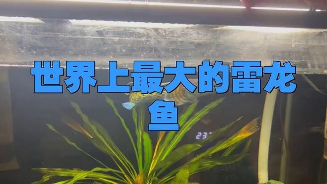 最大的雷龍魚 最大的雷龍魚 龍魚百科