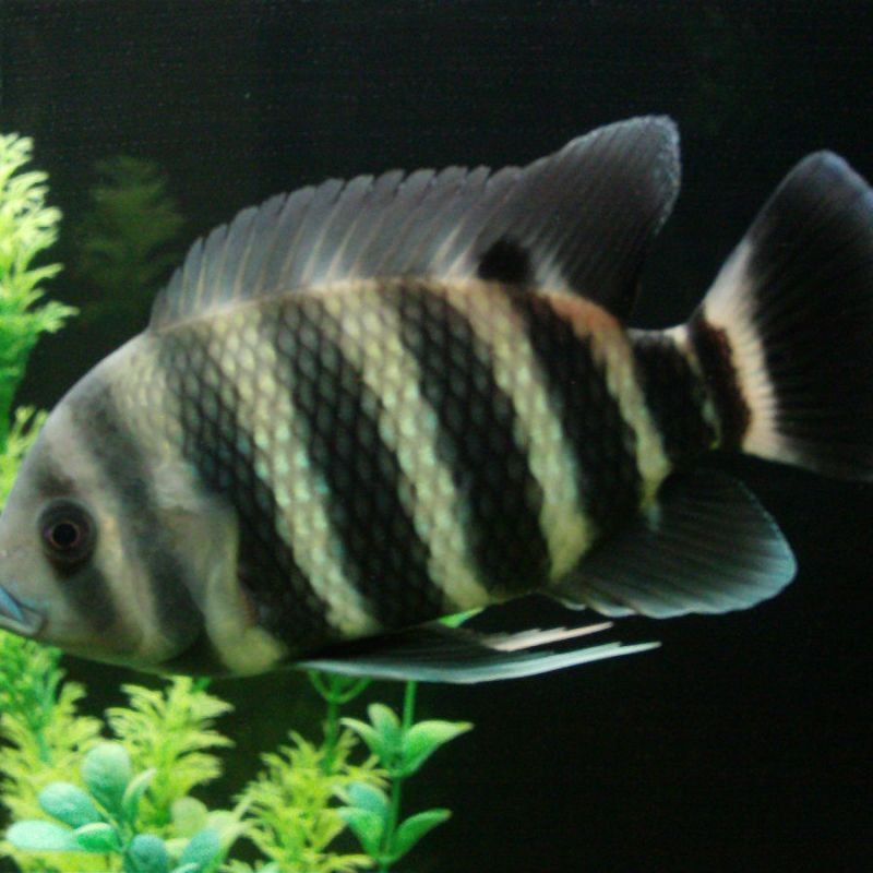 非洲十間魚可以吃嗎