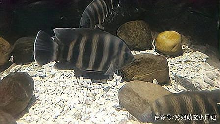 非洲十間魚可以吃嗎