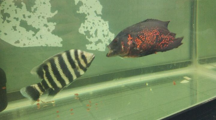 非洲十間魚可以吃嗎