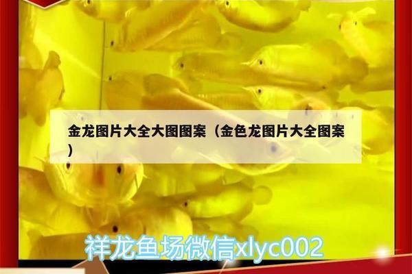 哈爾濱市南崗區(qū)淼一淼觀賞魚(yú)銷售店