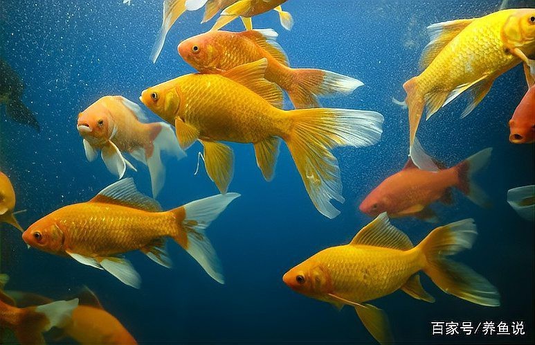 養(yǎng)魚口訣一三五七什么意思 養(yǎng)魚口訣一三五七什么意思 龍魚論壇 第6張