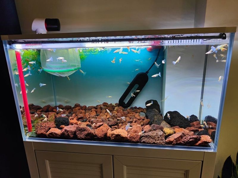 養(yǎng)魚口訣一三五七什么意思 養(yǎng)魚口訣一三五七什么意思 龍魚論壇 第5張