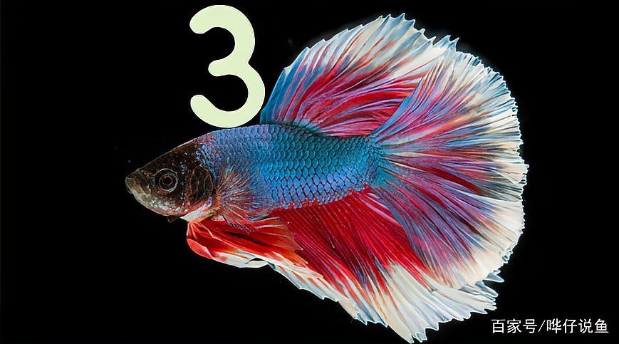 養(yǎng)魚口訣一三五七什么意思 養(yǎng)魚口訣一三五七什么意思 龍魚論壇 第8張