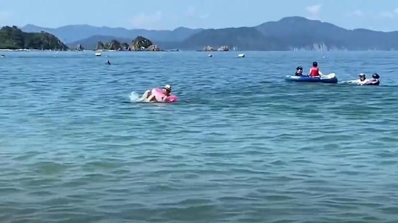 海豚一年吃多少人 海豚一年吃多少人 龍魚論壇 第9張