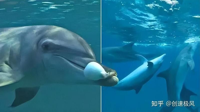 海豚一年吃多少人 海豚一年吃多少人 龍魚論壇 第7張