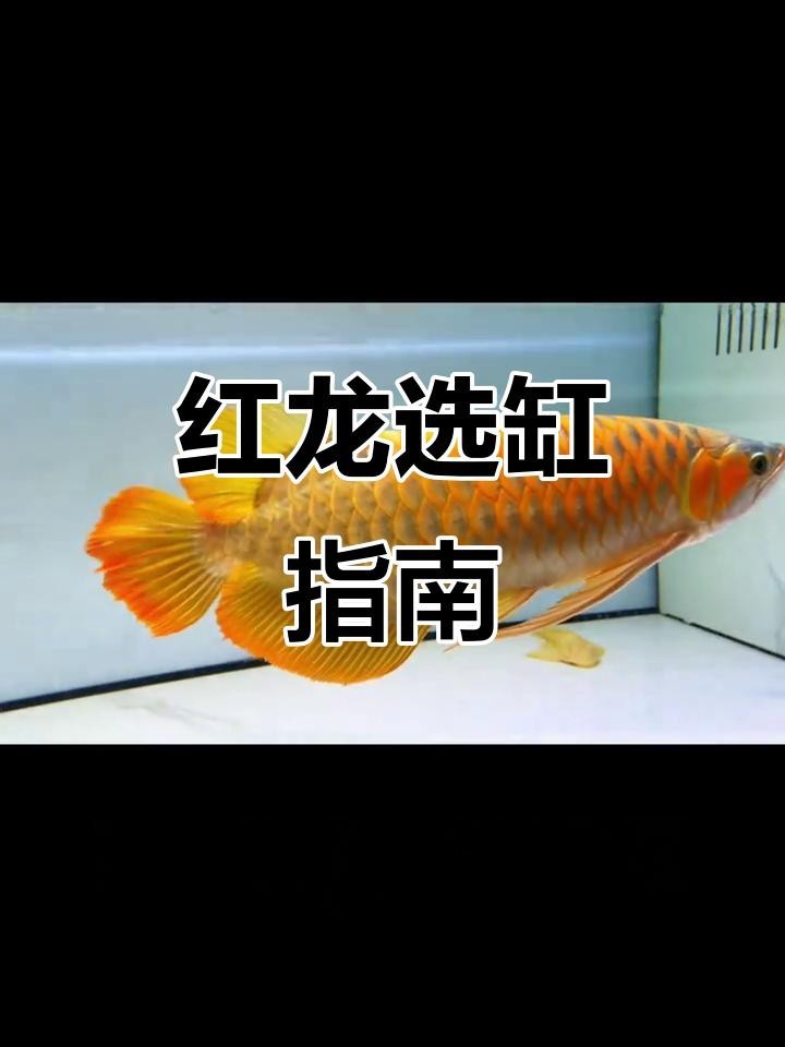 紅龍白底和黑底哪個更適合新手？ 紅龍白底和黑底哪個更適合新手？ 龍魚論壇 第8張