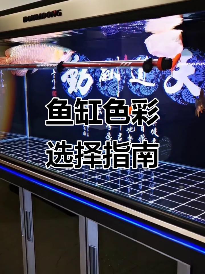 紅龍白底和黑底哪個更適合新手？ 紅龍白底和黑底哪個更適合新手？ 龍魚論壇 第6張