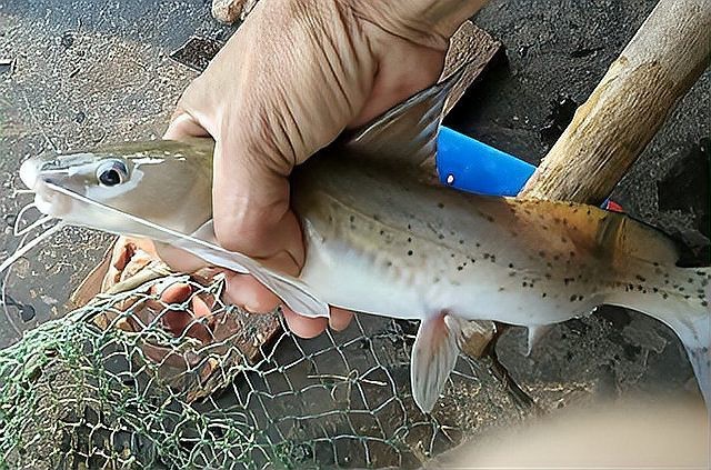 淡水魚(yú)盲盒